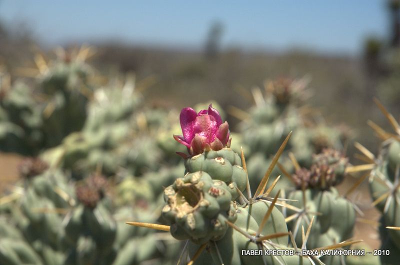 Изображение особи Cylindropuntia cholla.