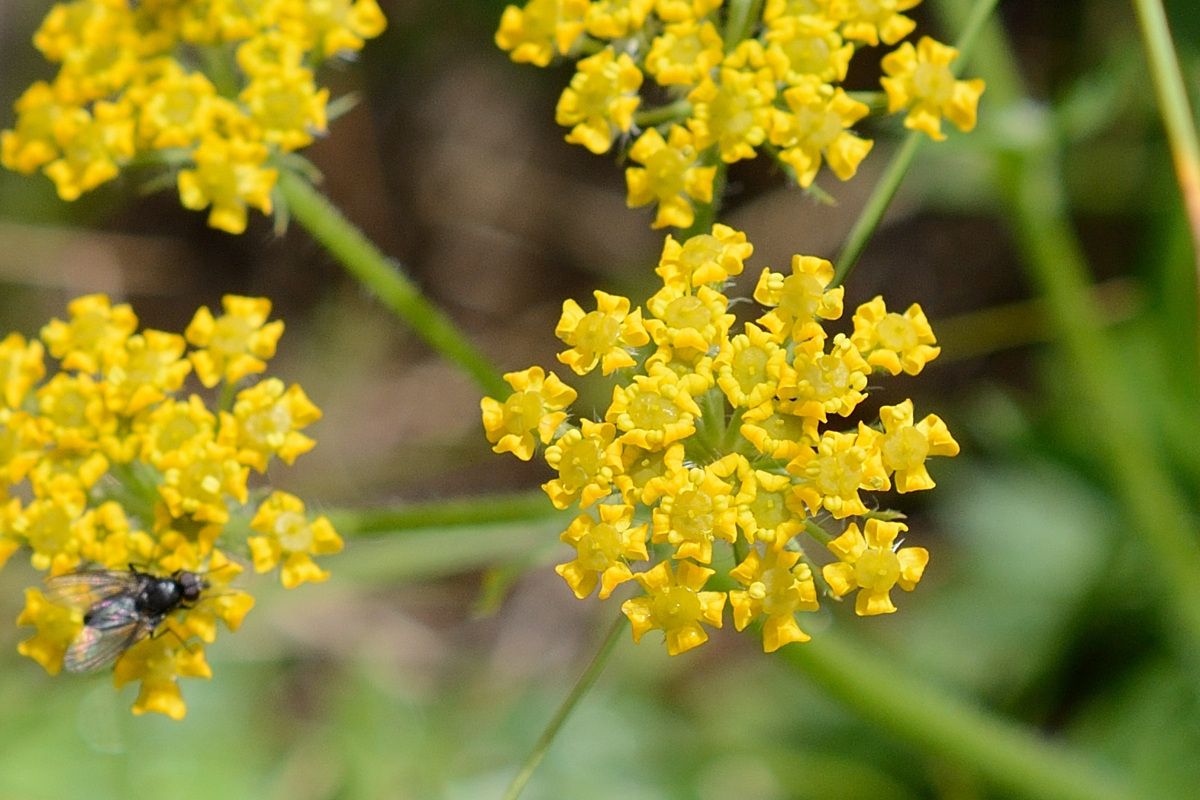 Изображение особи Pastinaca aurantiaca.