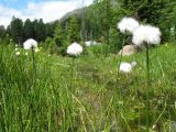 Eriophorum scheuchzeri. Плодоносящие растения. Казахстан, Центральный Алтай, долина р. Арасан в окр. оз. Рахмановское, ≈ 1700 м н.у.м., заболоченный ручей. 28 июня 2023 г.