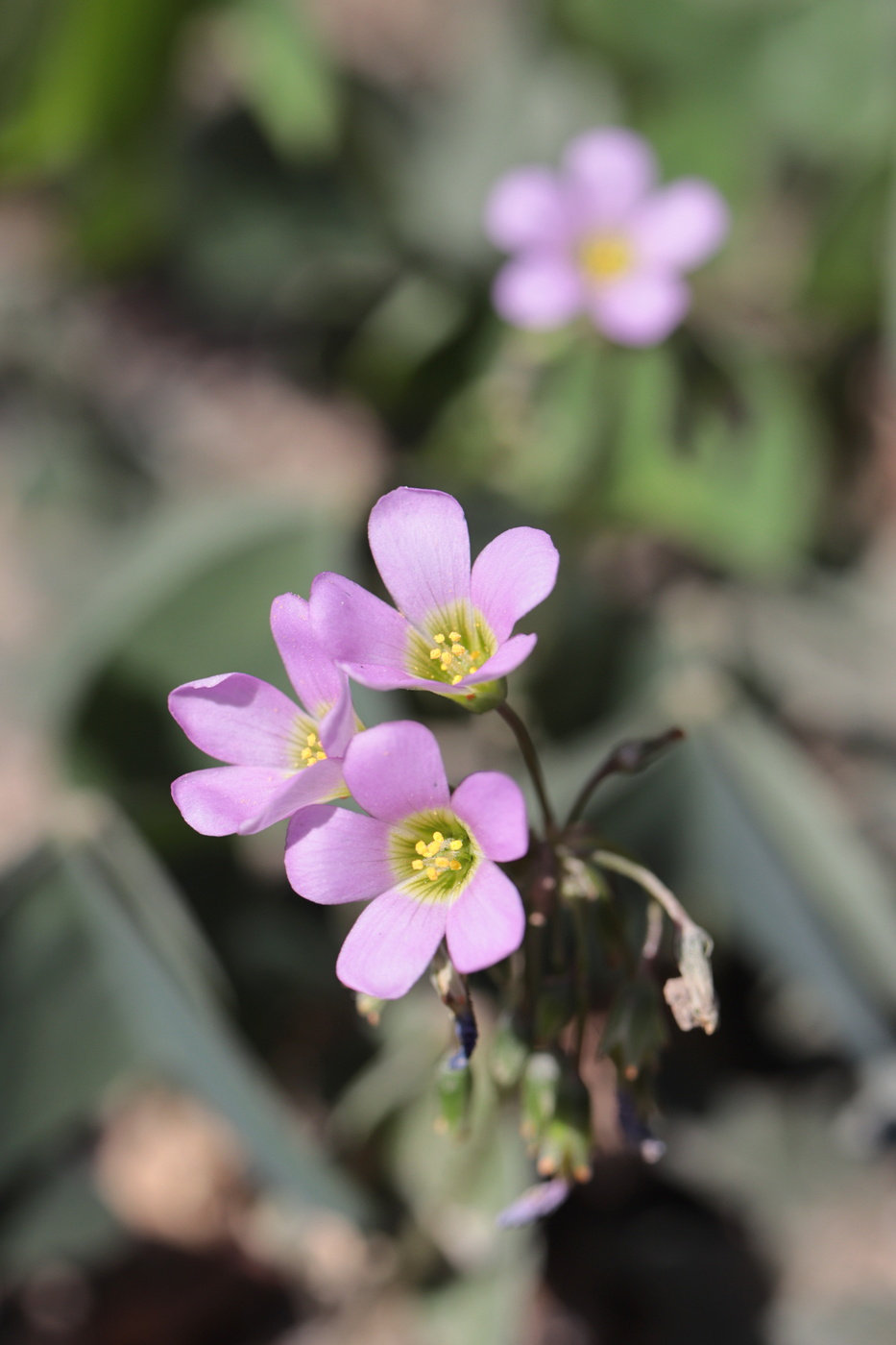 Image of Oxalis latifolia specimen.