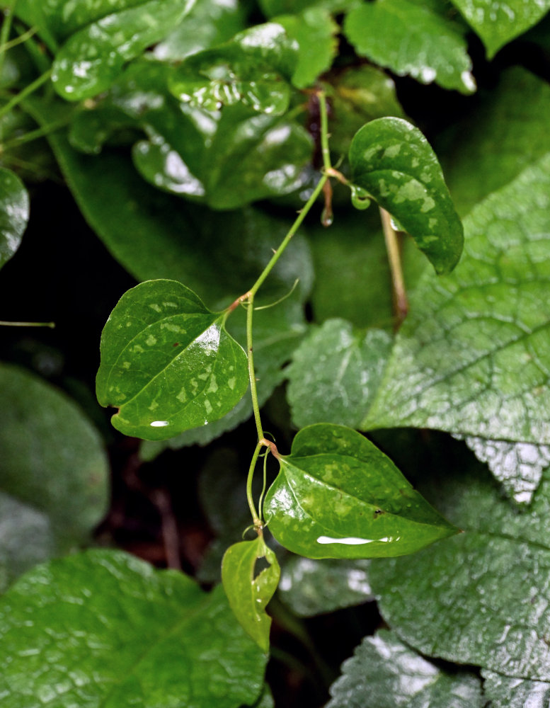 Image of Smilax excelsa specimen.