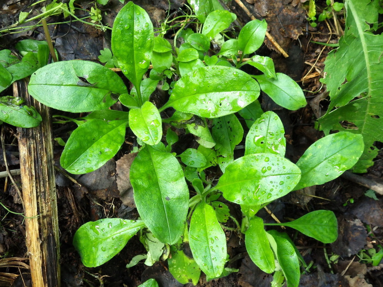 Image of Myosotis butorinae specimen.