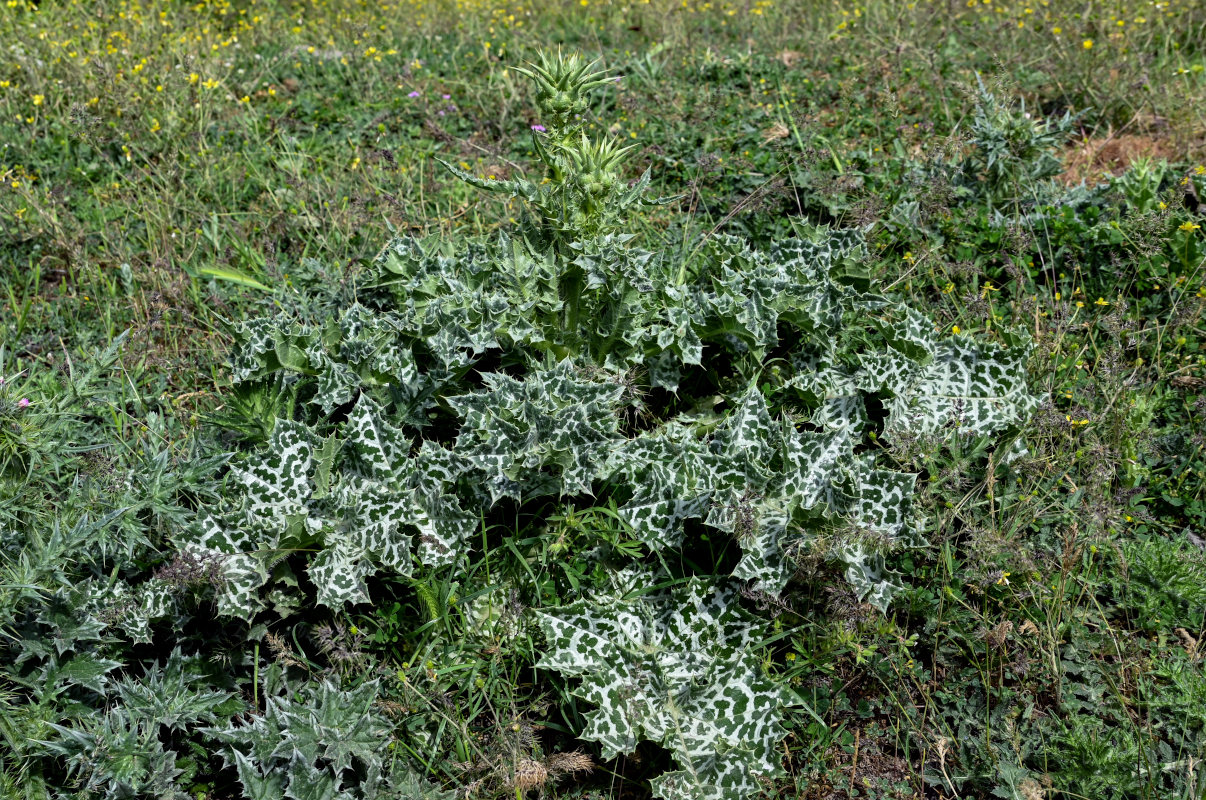 Изображение особи Silybum marianum.