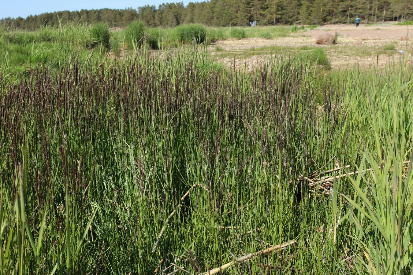 Image of Calamagrostis groenlandica specimen.