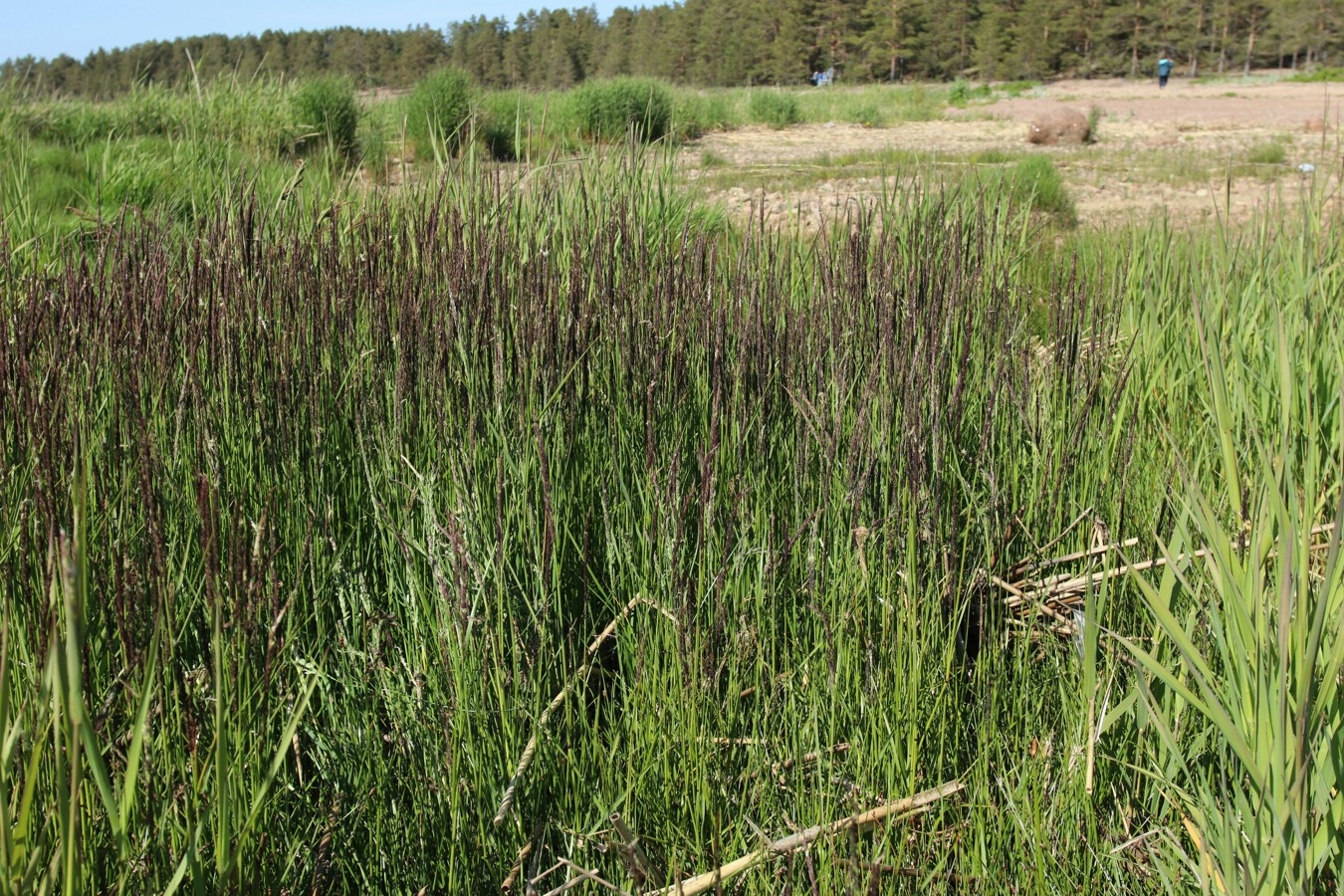 Изображение особи Calamagrostis groenlandica.