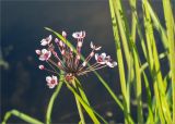 Butomus umbellatus. Соцветие с бутонами, цветками и завязавшимися плодами. Нижегородская обл., Володарский р-н; берег р. Ока, мелководье. 15.09.2023.