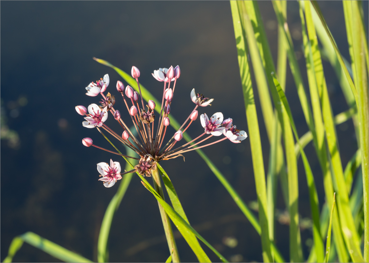 Изображение особи Butomus umbellatus.