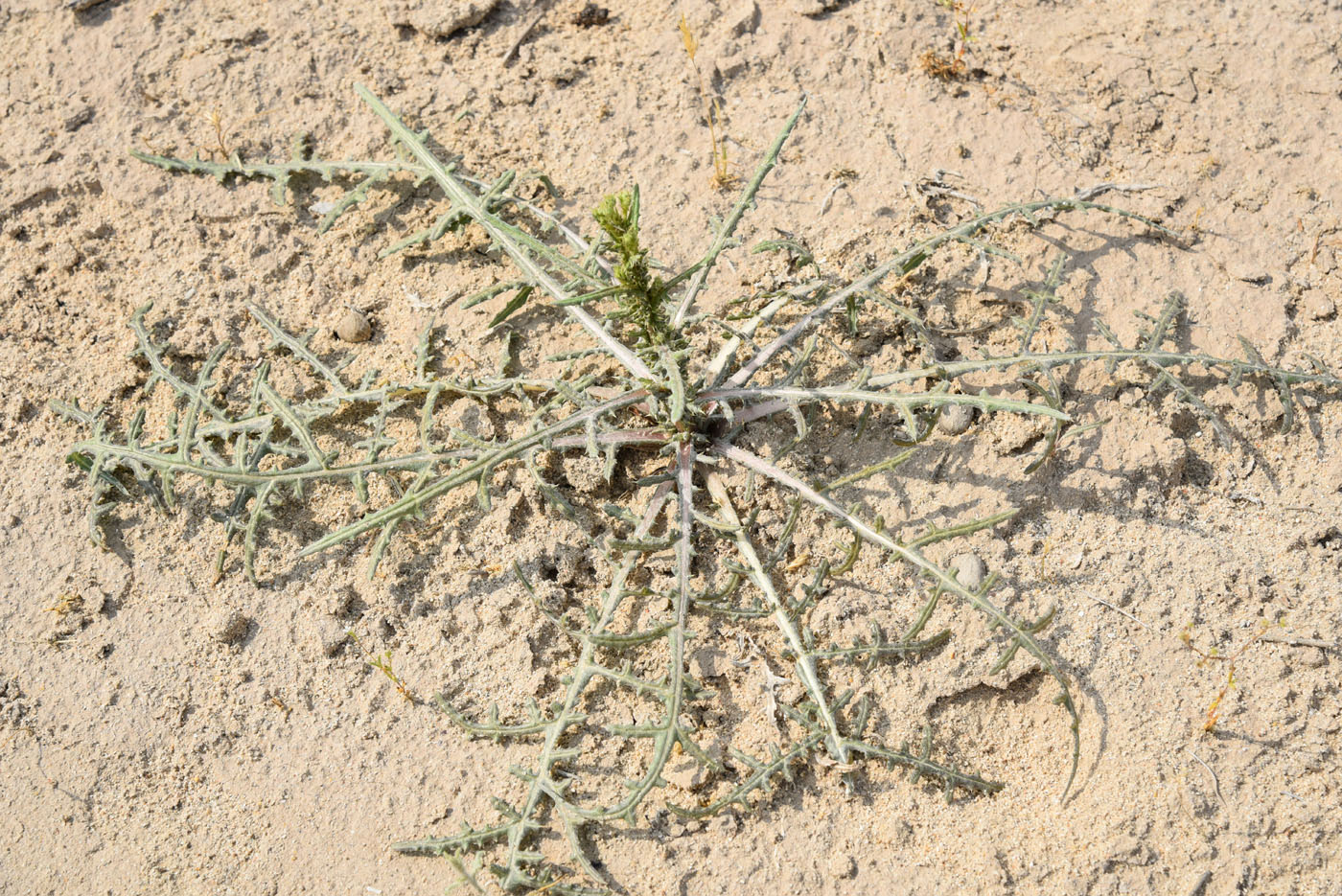 Image of Cousinia oxiana specimen.