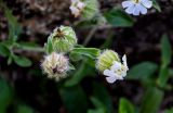 Melandrium latifolium