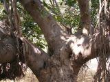 Ficus benghalensis