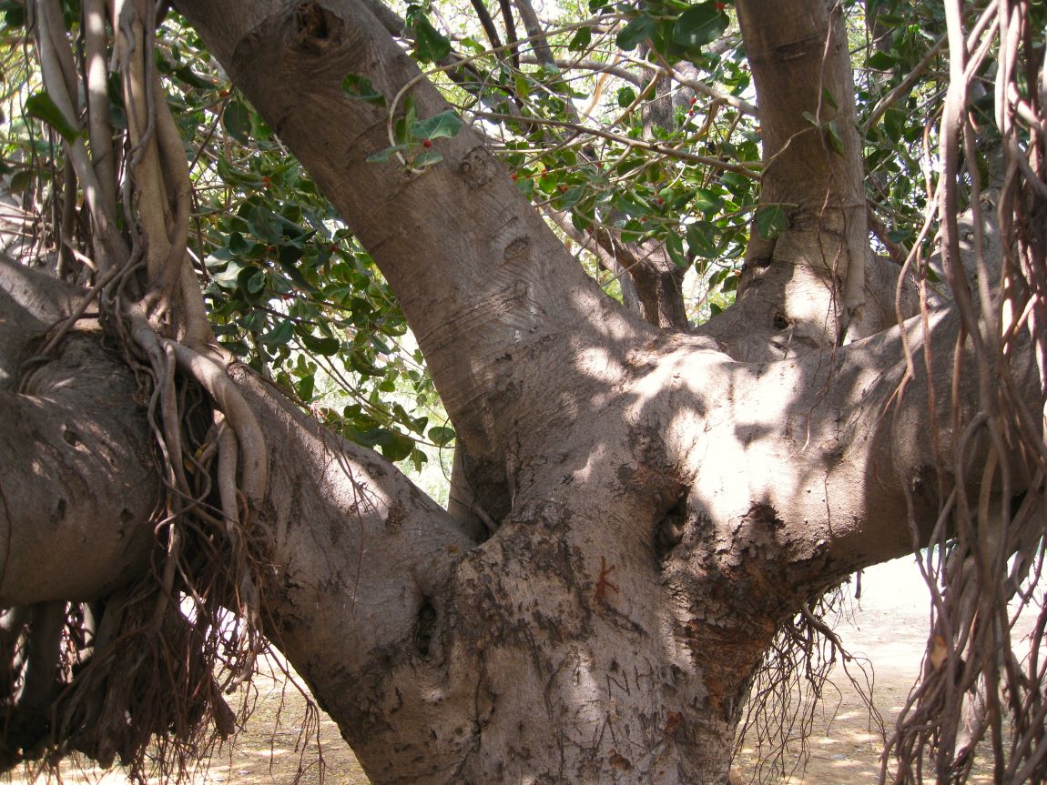 Изображение особи Ficus benghalensis.