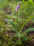 Dactylorhiza fuchsii. Цветущее растение. Московская обл., Талдомский р-н, окр. пгт Запрудня, смешанный лес. 25.06.2023.