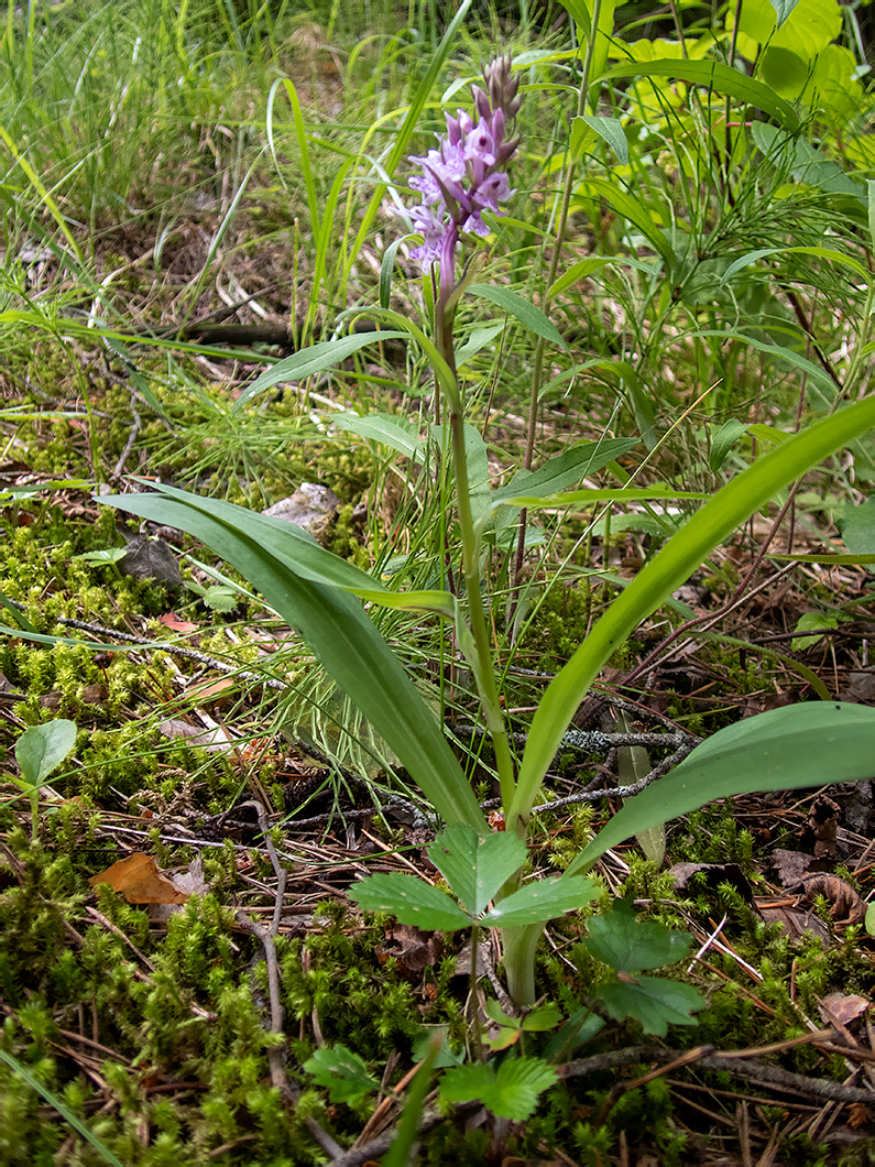 Изображение особи Dactylorhiza fuchsii.