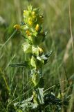 Rhinanthus groenlandicus