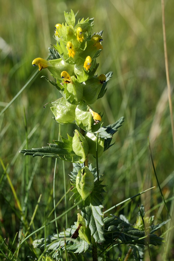 Изображение особи Rhinanthus groenlandicus.
