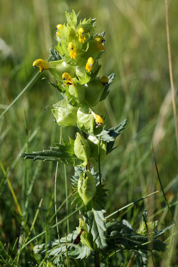 Изображение особи Rhinanthus groenlandicus.