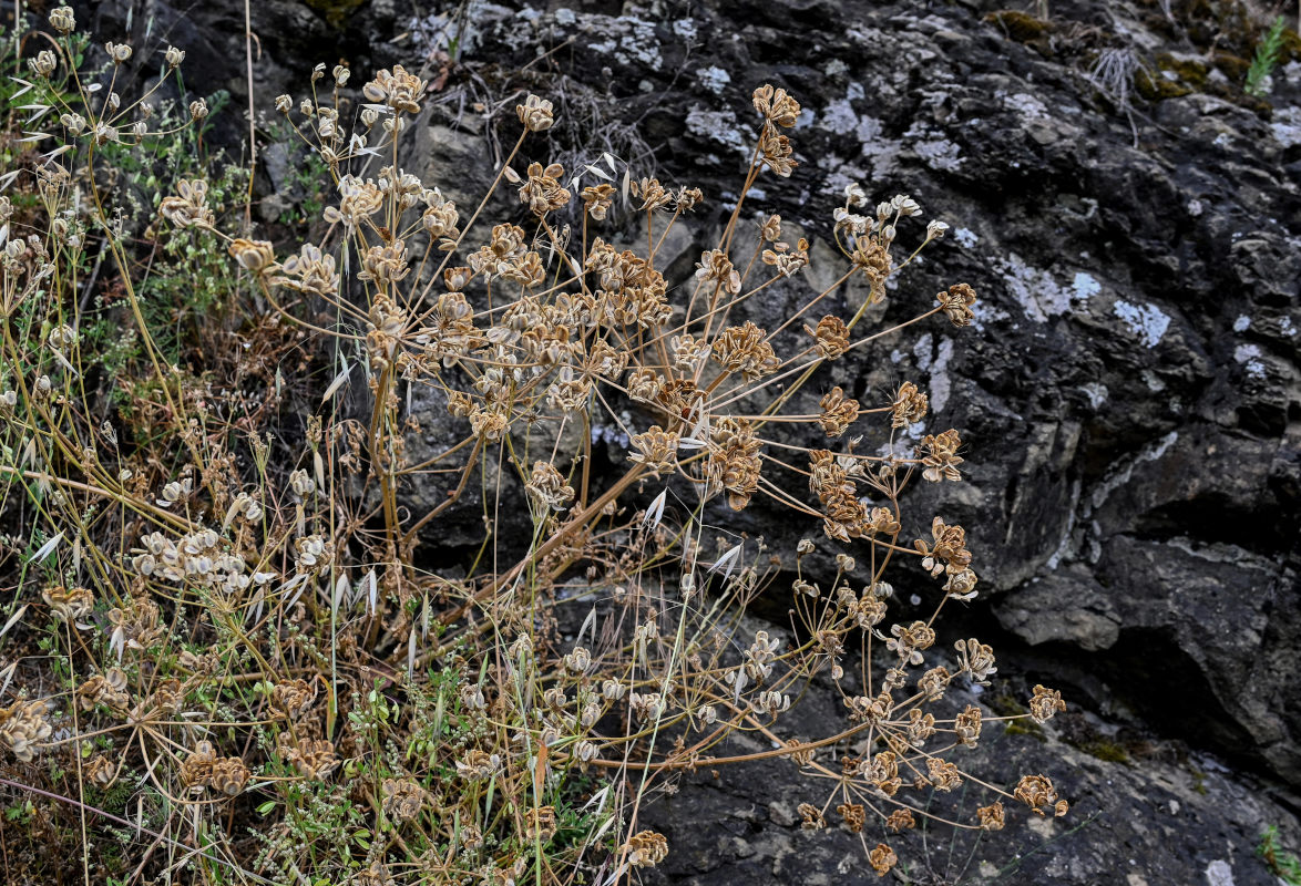 Image of Pastinaca pimpinellifolia specimen.