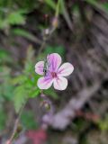 Geranium robertianum. Цветок с сидящим клопом. Краснодарский край, г/о Сочи, Хостинский р-н, Тисо-самшитовая роща. 01.06.2022.