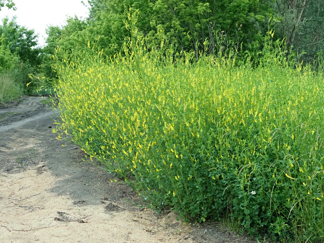 Image of Melilotus officinalis specimen.