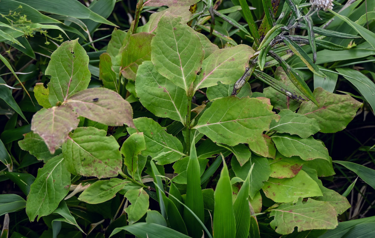 Изображение особи род Euonymus.