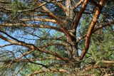 Pinus sylvestris. Часть ствола и ветви в средней части кроны взрослого дерева. Псковская обл., Невельский р-н, окр. дер. Худоярово, побережье оз. Езерище, гребень высокой гривы, роща из сосны (Pinus sylvestris). 02.05.2024.