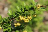Berberis thunbergii