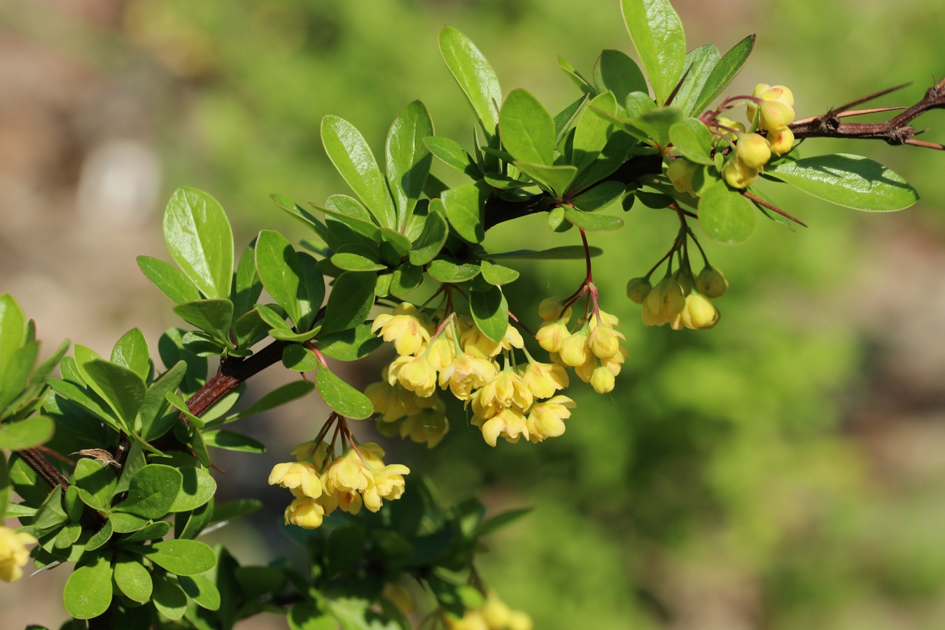 Image of Berberis thunbergii specimen.