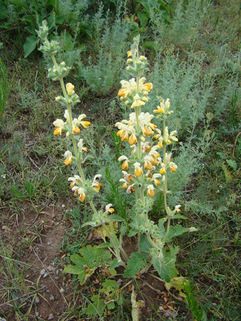 Изображение особи Phlomoides fetisowii.