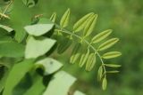 род Robinia