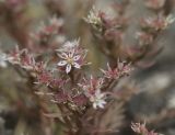 Sedum hispanicum