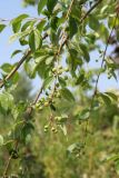 Malus baccata. Ветвь с плодами. Псков. 10.07.2006.