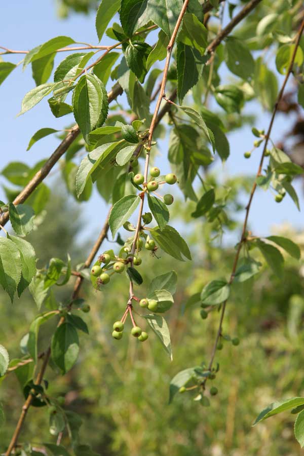 Изображение особи Malus baccata.