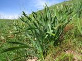 Ungernia sewerzowii. Вегетирующие растения. Казахстан, Туркестанская обл., Сырдарья-Туркестанский государственный региональный природный парк, Боралдайский филиал, ≈ 1150 м н.у.м., саванноидное сообщество. 14.05.2024.