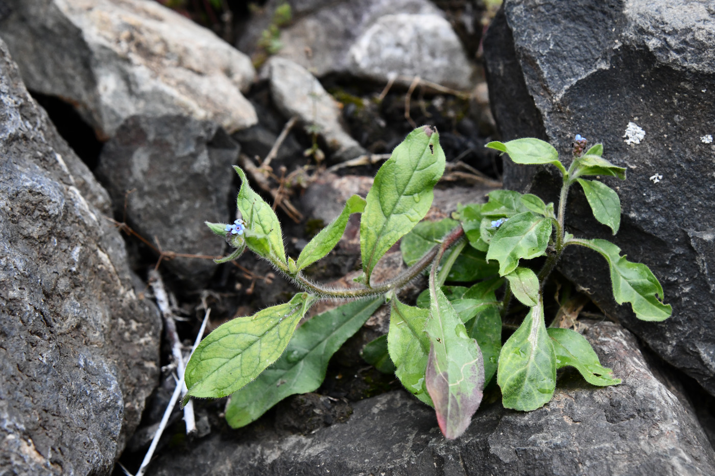 Image of familia Boraginaceae specimen.
