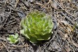 Orostachys malacophylla