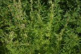 Cannabis variety spontanea