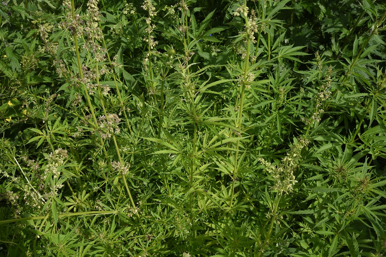 Image of Cannabis sativa var. spontanea specimen.
