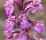 Anacamptis papilionacea subspecies schirwanica. Цветки. Израиль, г. Кармиэль, городской парк. 13.02.2011.