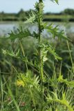 Cirsium vulgare