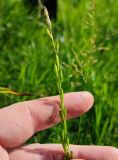 Triglochin palustris