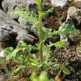 Senecio vulgaris