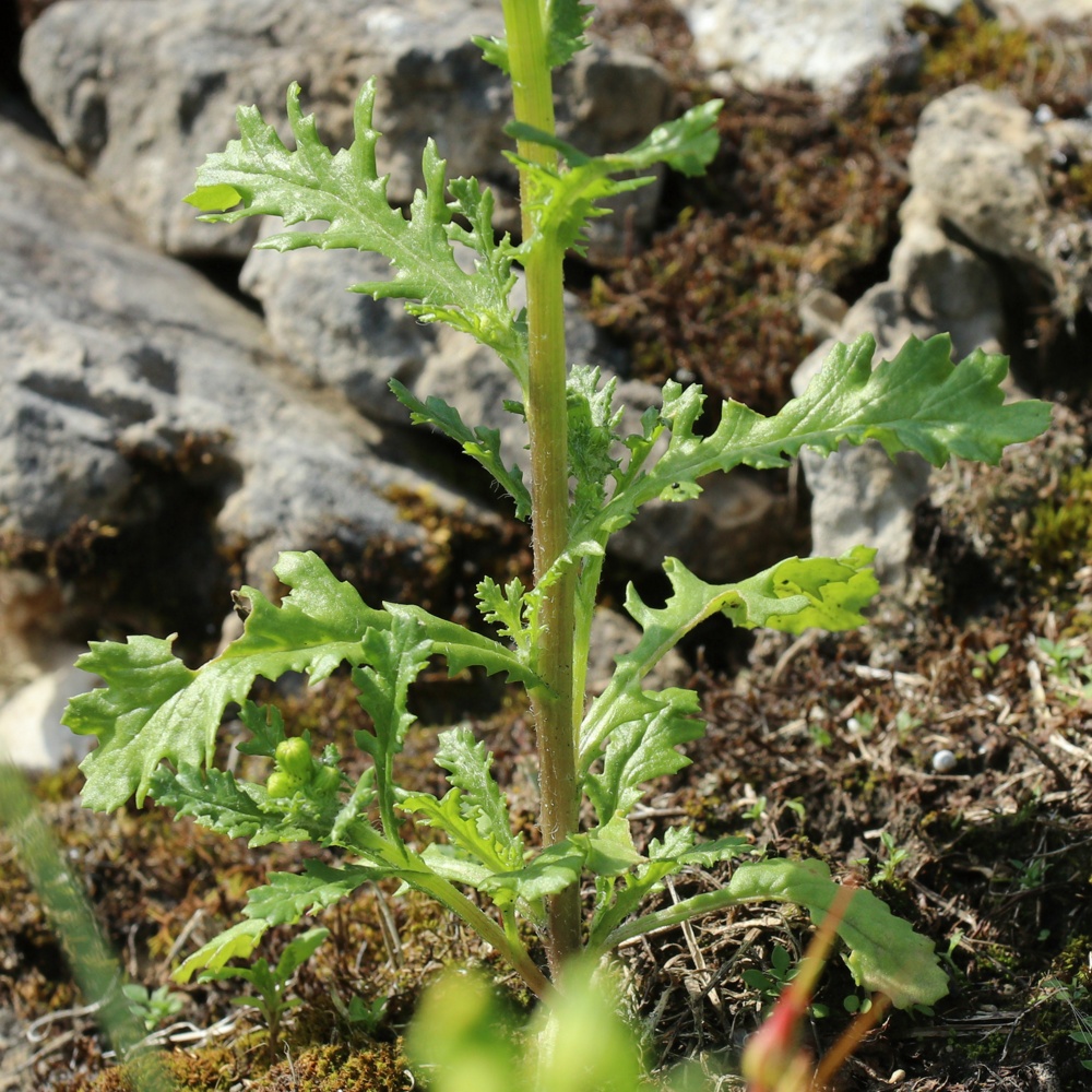 Изображение особи Senecio vulgaris.