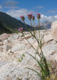 Erigeron uniflorus