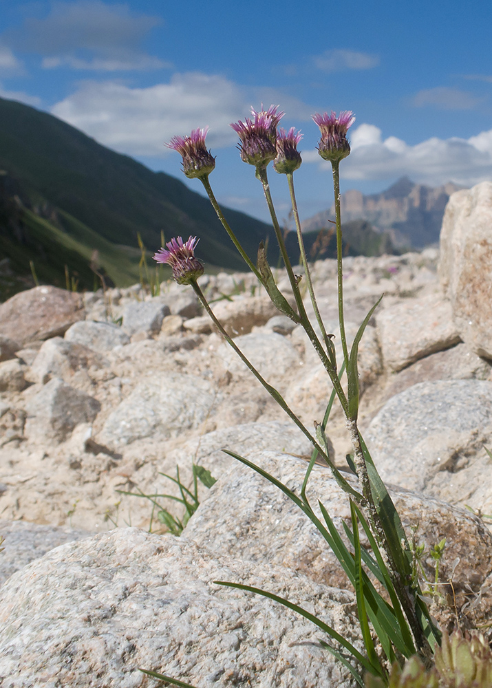 Image of Erigeron uniflorus specimen.