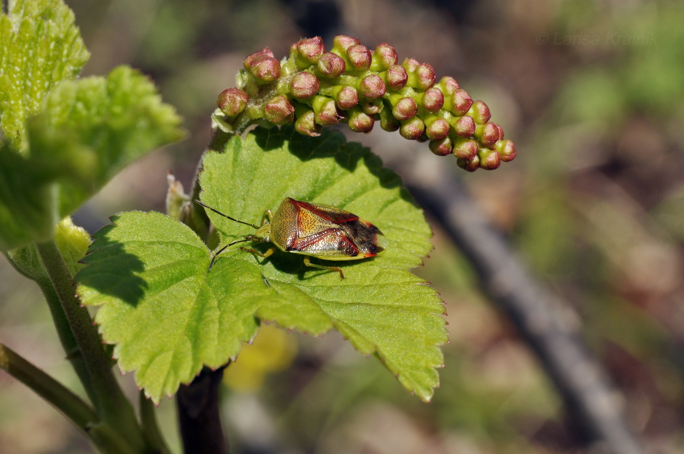 Image of Ribes mandshuricum specimen.