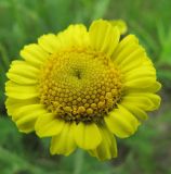 Tanacetum bipinnatum. Соцветие. Коми, Интинский р-н, Приполярный Урал, пос. Желанный, долина р. Балбанью. 12.07.2010.