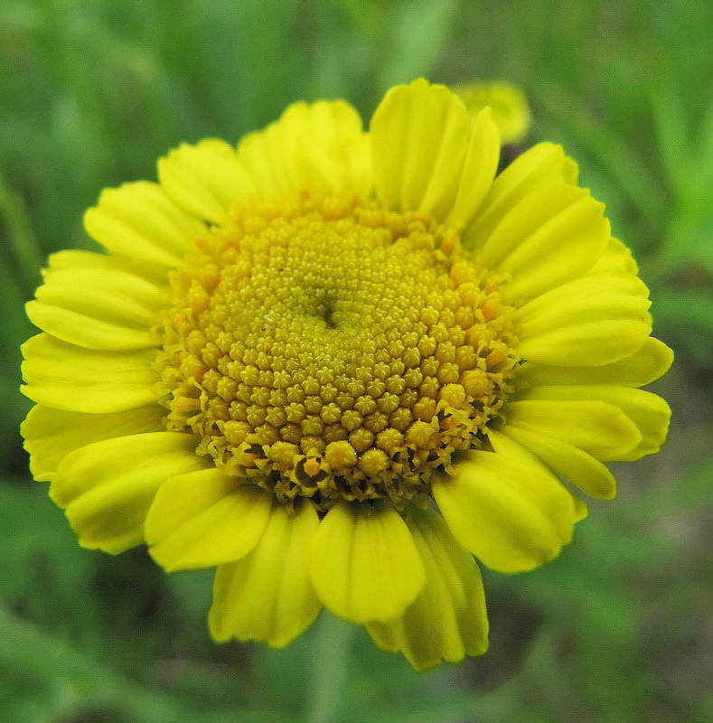 Image of Tanacetum bipinnatum specimen.