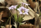 Gentiana zollingeri. Верхушка побега с соцветием (светлая форма). Приморский край, Уссурийский гор. округ, окр. с. Монакино, опушка широколиственного леса на небольшой сопке. 09.05.2025.