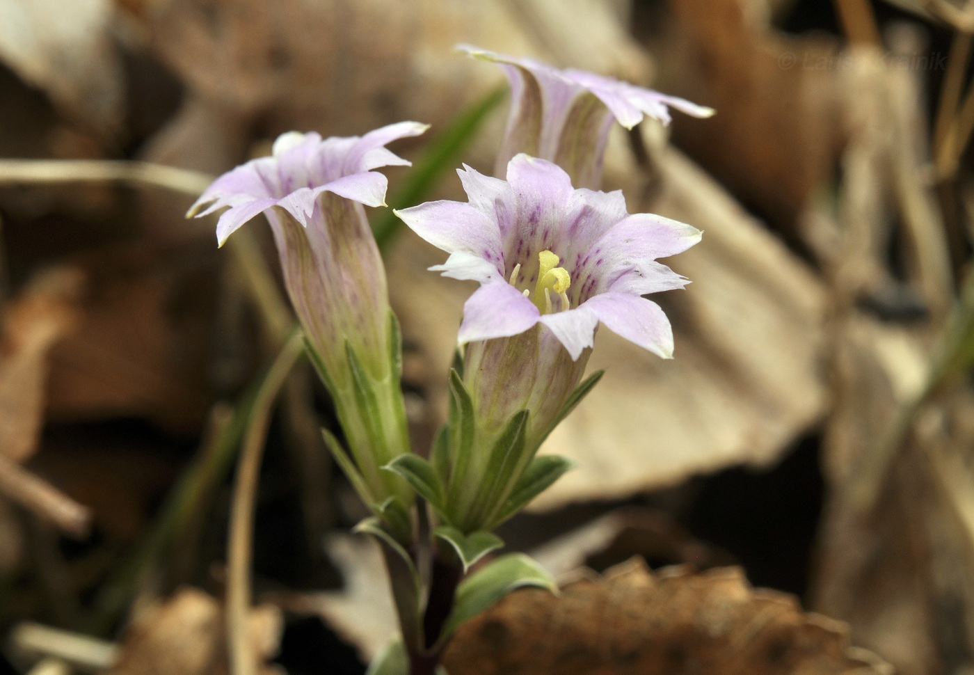 Image of Gentiana zollingeri specimen.