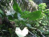Alocasia odora